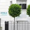 Arnica Dental Care